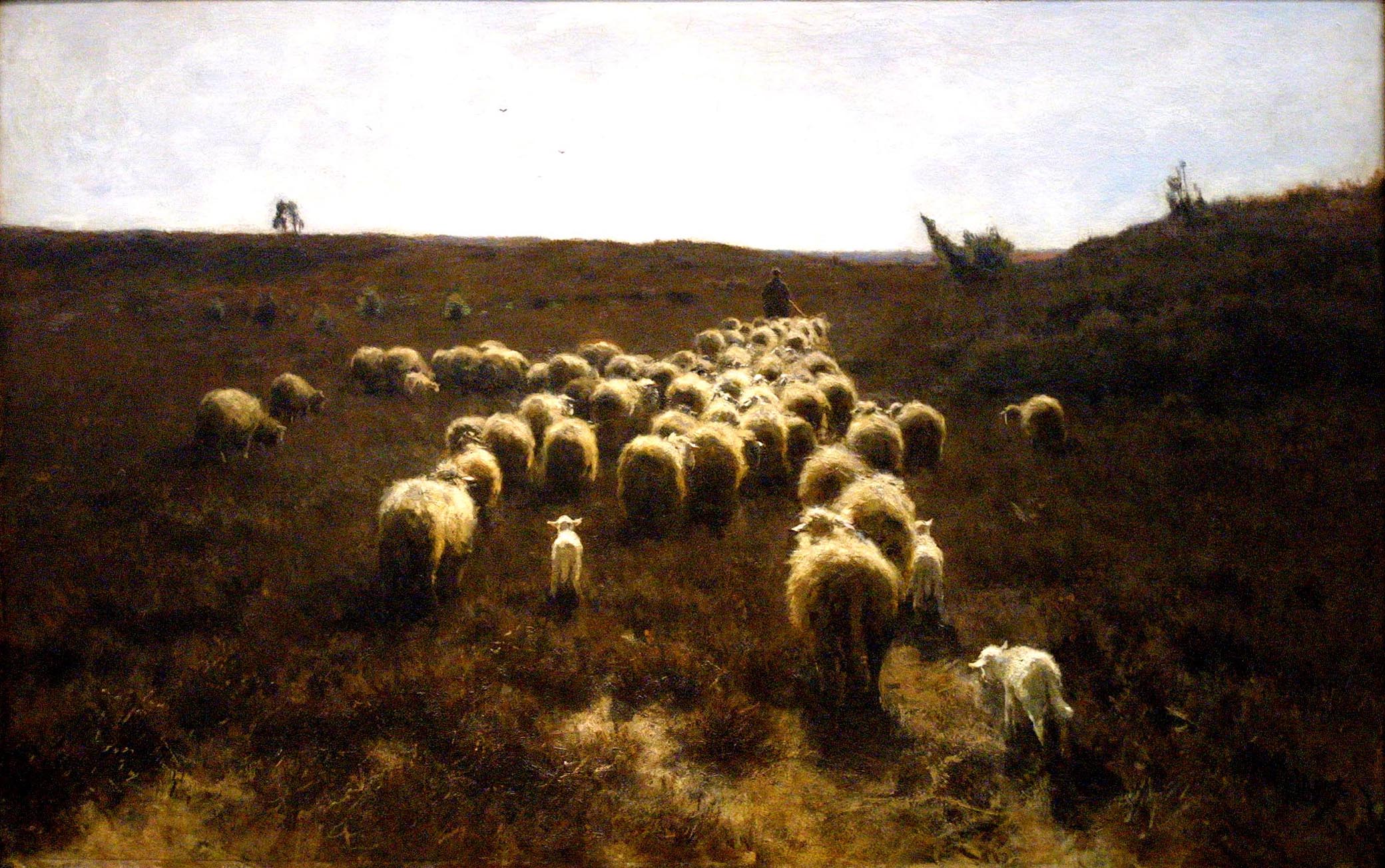  The lost Sheep