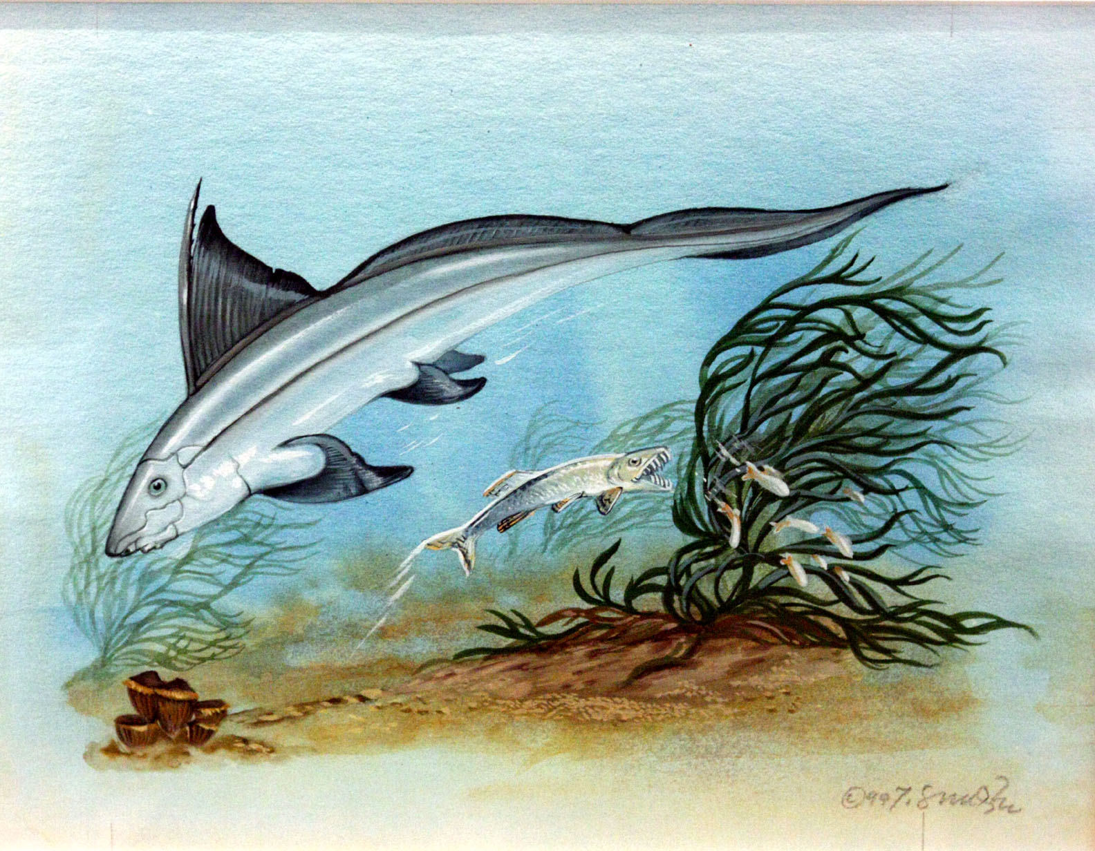 Paleogene fish Enchodus